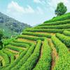 Organic Dried Lotus Leaf Herbal Tea Chinese Tea Drink