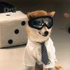 Pet Sunglasses Dog Goggles with Adjustable Elastic Strap Anti-fog Waterproof UV-Protection Pet Glasses Eyewear