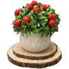 Home Homestay Ornaments: Mini Potted Green Plant for Office Conference Room Decor