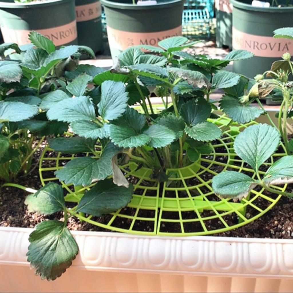 Strawberry Frame Holder, 10Pcs Balcony Garden Fruit Stand Gardening Strawberry Plant Frame Keeps Fruit Clean
