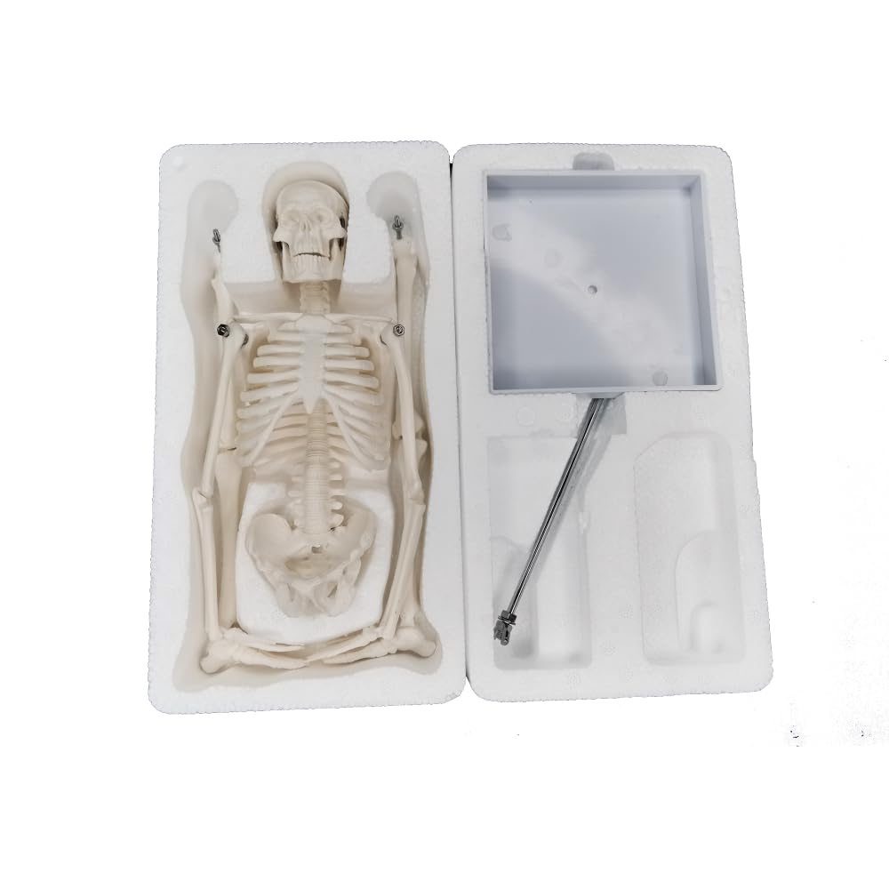 45cm (17") Mini Human Skeleton Model with Movable Arms and Legs, Scientific Model for Studying the Basic Details of the Human Skeletal System