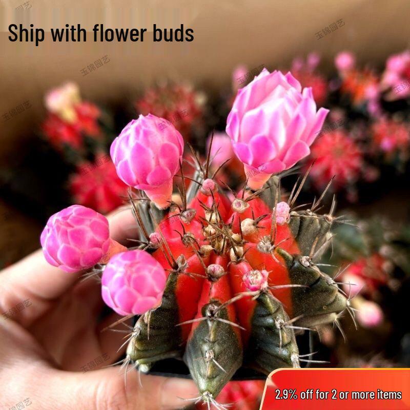 Crimson Star Cactus: Easy-Care Flowering Plant for Balcony, Living Room, or Office (Potted Plant, No Pot)