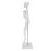 45cm Human Skeleton Model Movable Limbs Anatomical Teaching Learning Model Science Supplies