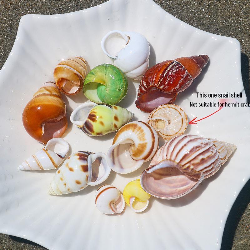 Handmade Natural Seashell Conch & Starfish Frame for DIY Fish Tank or Landscaping