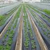 Breathable Perforated Plastic Mulch Film Pre-Punched Holes Black Weed Barrier  Disease Reduction