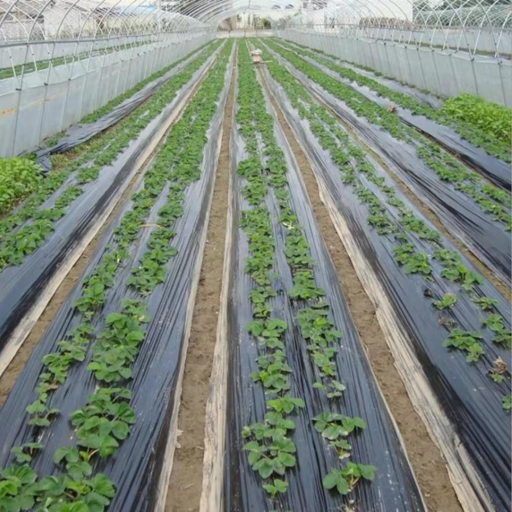 Breathable Perforated Plastic Mulch Film Pre-Punched Holes Black Weed Barrier  Disease Reduction