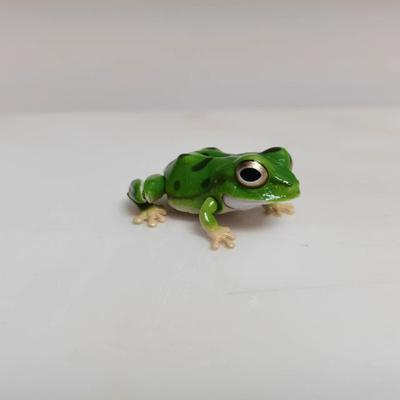 Enciclopedia Biologica Gashapon Giocattoli Rana Verde Giapponese Rana Piovana del Nordest Modello Animale Mobile Simulato Ornamenti Giocattoli