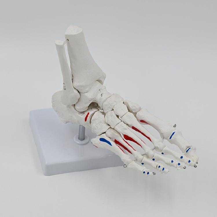 Anatomický model kloubů nohy v životní velikosti Model kostry kloubů lidské nohy Model pro medicínu a vědu