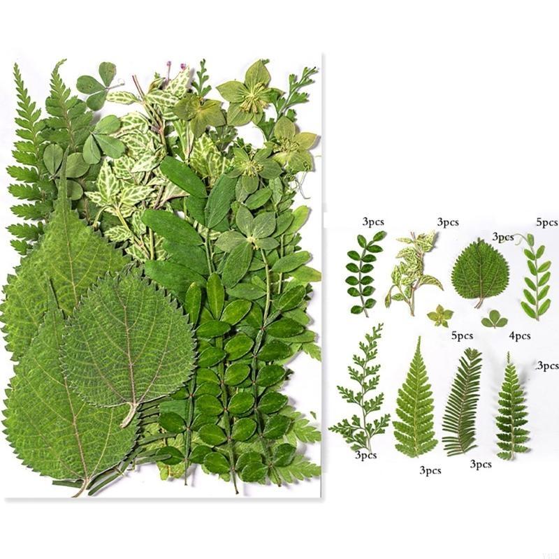 35Pcs Natural Pressed Dried Leaves Set For Candle Making Jewelry Making Art Craft Bookmarks Crafting Scrapbooking