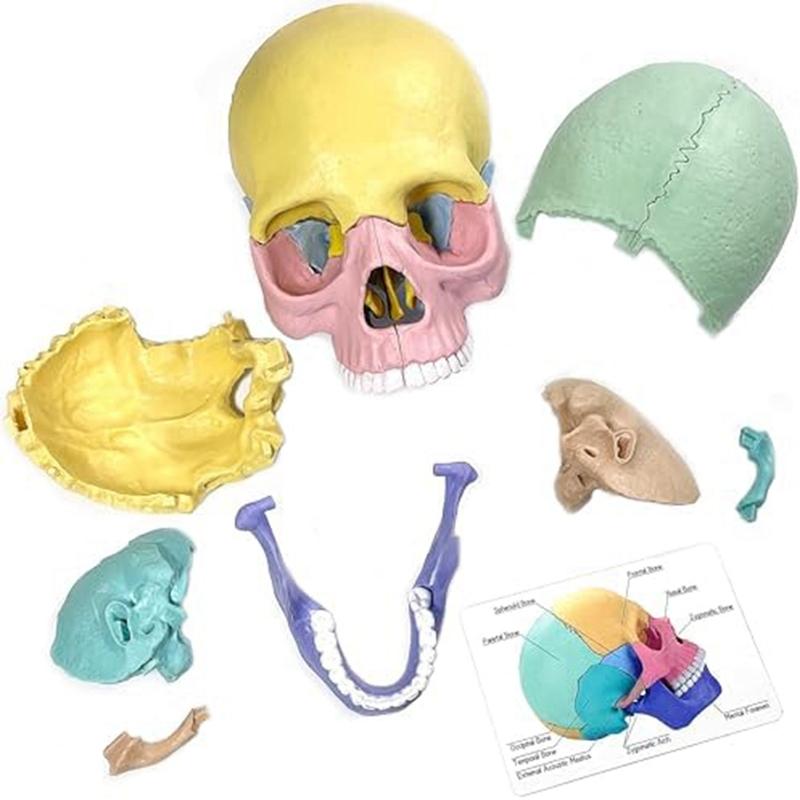 Modello Cranio Anatomico, Puzzle Cranio Anatomia Umana, Mini Modello Cranio Umano Smontabile, Insegnamento Clinico