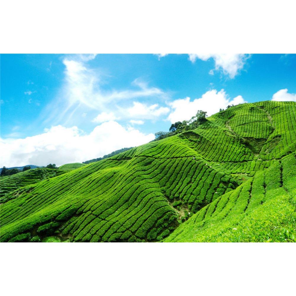 Milk Oolong Tea Jin Xuan High Mountain Tie Guan Yin Green Oolong Loose Leaf 50g