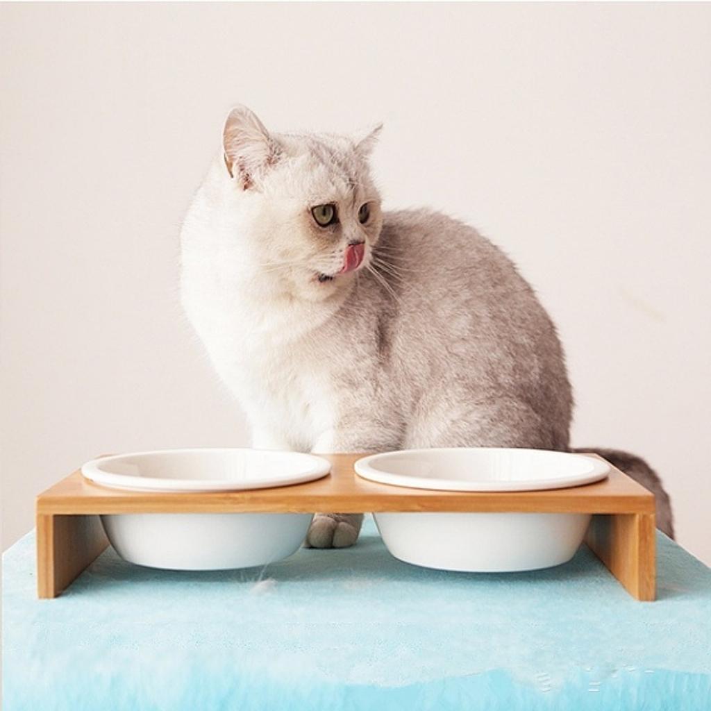 cat feeding plates