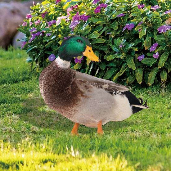 Dekoracja Kaczka Realistyczna Żywa Ozdobna Dwustronny Nadruk Rustykalna Akrylowa Statua Ogrodowa Drobiu na Podwórko