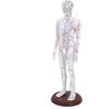 60cm Acupuncture Model Human Acupuncture Meridians Model with Base Acupuncture Needle Set