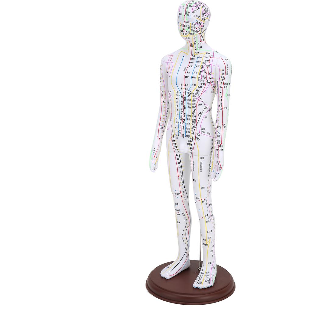 60cm Acupuncture Model Human Acupuncture Meridians Model with Base Acupuncture Needle Set