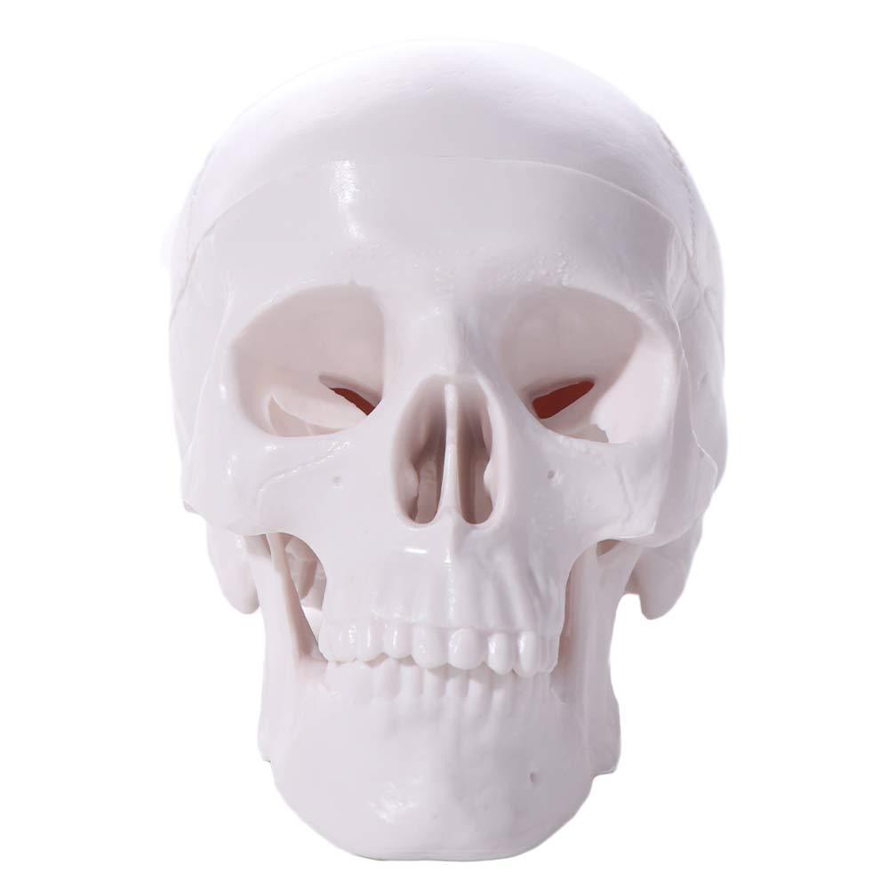 Skull Cap Human Head Model Removable Anatomical Head Skull Fine Arts Skull Model  School Supplies