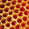 DERMA FACTORY EDLP Propolis Ampoule, 1 Pc, 50ml