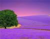 RUOPOTY Painting By Number Lavender Landscape Handpainted Unique Gift Picture Coloring By Numbers Balloon Children's Room Decor