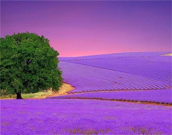 RUOPOTY Painting By Number Lavender Landscape Handpainted Unique Gift Picture Coloring By Numbers Balloon Children's Room Decor
