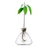 Creative Hydroponic Glass Bottle Vase for Pothos and Dried Flowers - Living Room Decoration