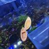 Mini Simulation Floating Boat Model Figurine Micro-landscape for Fish Tank Bonsai Landscaping DIY Decoration Aquarium Accessory