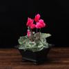 Imitation Purple Clay Flowerpots Durable Thick Bonsai Tray Pots Creative Plants Rack  Home