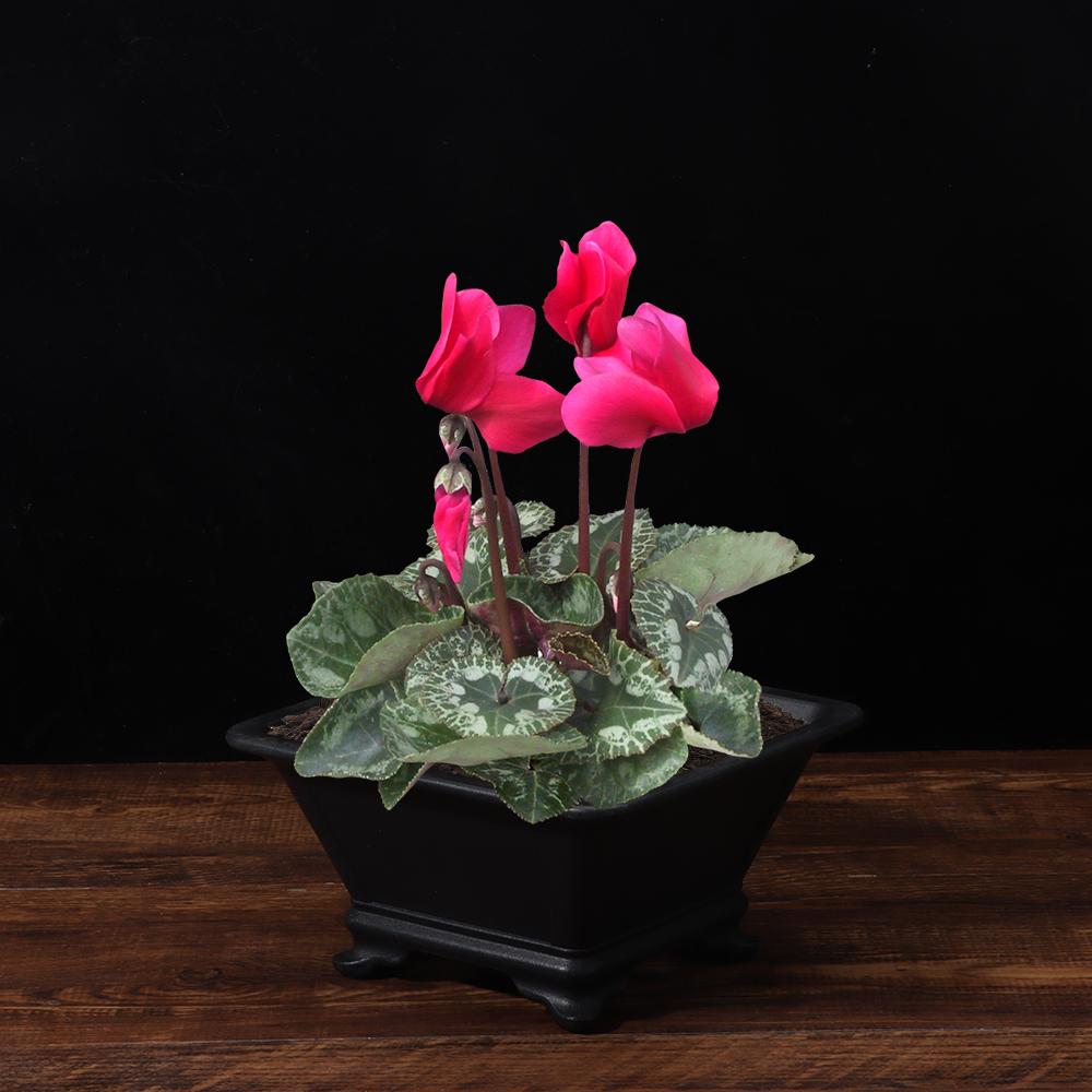 Imitation Purple Clay Flowerpots Durable Thick Bonsai Tray Pots Creative Plants Rack Home