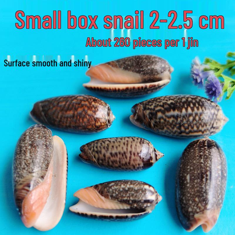 Conch Shells & Starfish for Hermit Crabs: Aquarium Decor & Drift Bottle Accessories