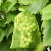 20/50/100Pcs Strawberry Grapes Fruit Grow Bags Vegetable Plant Protection Bags Mesh Pest Control Anti-Bird Garden Netting Cover