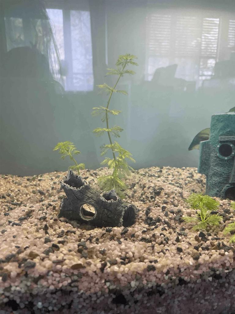 1 Piece of Tree Branch Fragments Aquarium Decoration, Fish Tank Landscape Decoration, Shrimp and Fish Hiding House