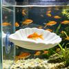 Betta Hammock Shell, Fish Hammock with Suction Cup, Betta Fish Resting Platform, Aquarium Accessory for Betta Fish Sleeping Resting Hiding Playing