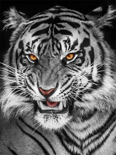 

5d Алмазная картина Полная вышивка Тигр Лев Квадрат/круглый Вышивка крестом Животные Мозаика Кристалл Домашний декор Full Round 20x30CM