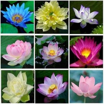 10pcs Bowl Seeds Water Lily Bonsai Lotus Gardern Balcony Decor Plants Buy At A Low Prices On Joom E Commerce Platform