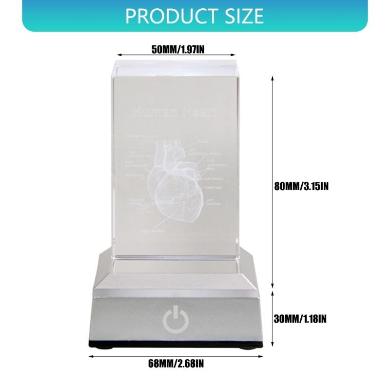 3D Lasers Etched Crystal Human Organs Model Anatomical Heart/Teeth Figurines Glass Paperweight with LED Base Doctor