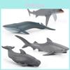 Meeresleben Miniaturmodelle Set Mit Handbemalten Walen Für Aquarium Dekoration Und Pädagogische Ausstellung