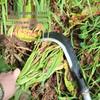 Manganese Steel Multifunctional Sickle and Machete with Extended Handle for Cutting Grass and Weeding