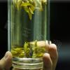 Yunnan Puerh Purple Bud 2023 Early Spring Daxueshan Tea with Floral Honey Aroma