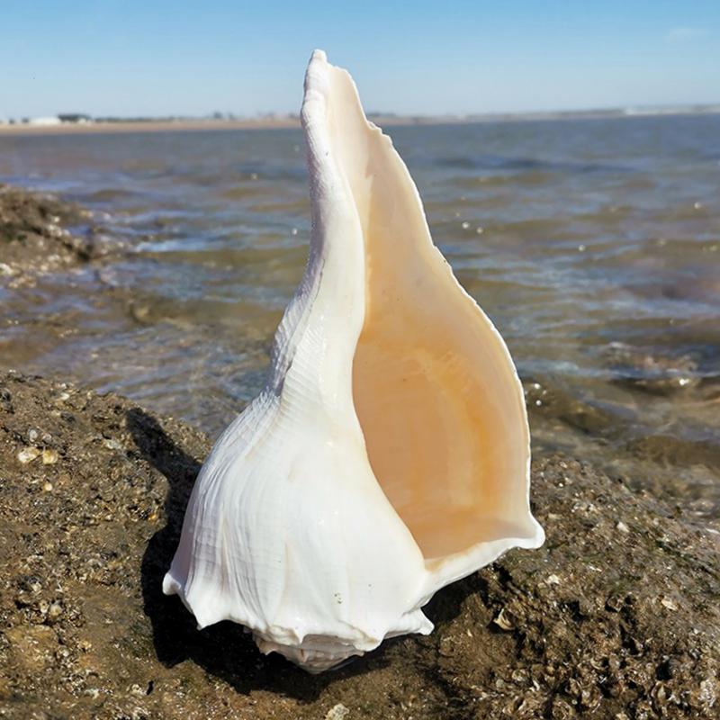 Large Conch Seashell Ornament for Wall Decor, Aquarium Aquascaping, and Sea Sound Collection