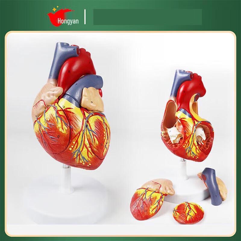 Detachable Human Heart Anatomical Model