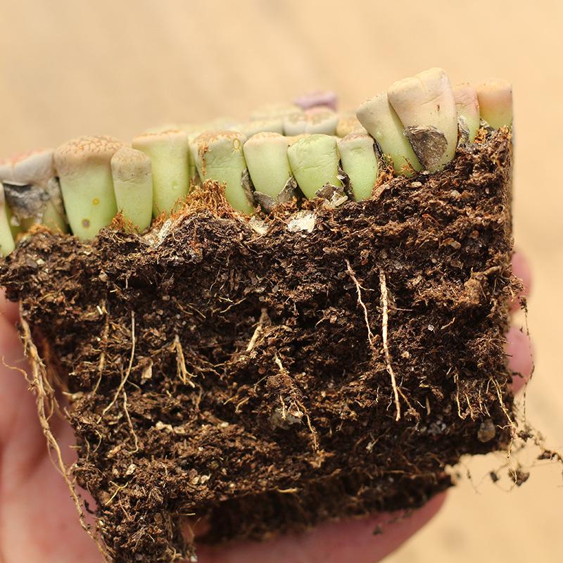 Rare Lithops Succulent Pot: Diverse Colors & Varieties