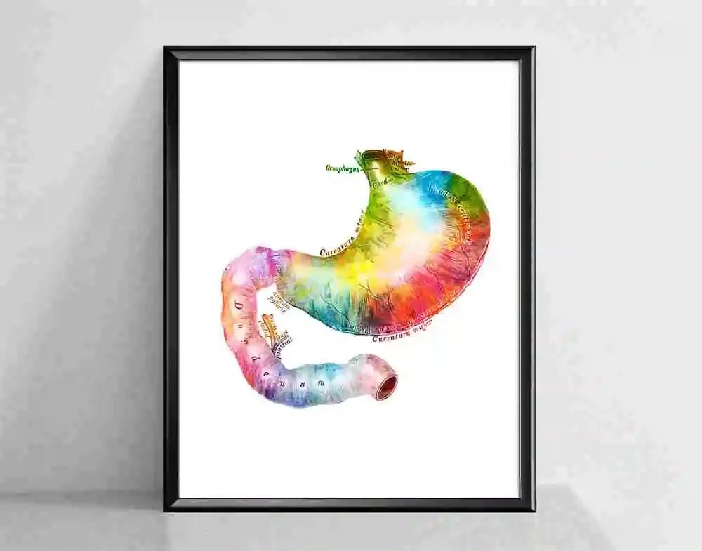 

Стетоскоп и цветы Микроскоп Постер Подарок медсестре Принт акварелью Медицинское искусство Декор для стен клиники Подарок для кабинета врача 8X12inch 20x30cm