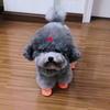 4pcs/set Breathable Dog Net Shoes Non-slip Hollow Out Dog Shoes Pet Short Boots  Summer