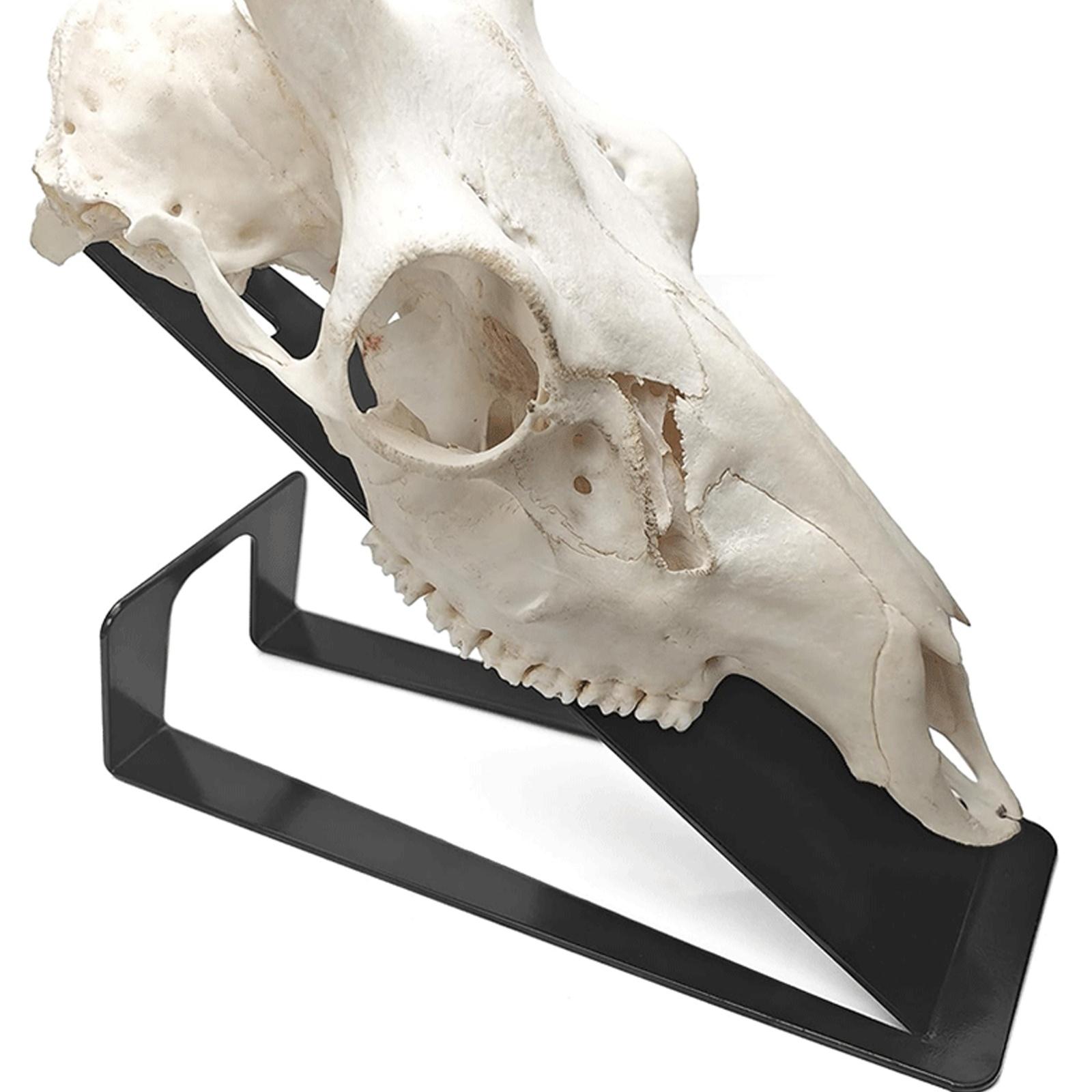 

European Mount Hanger, Table Deer Mount Hanger For Hanging Deer Head, Pronghorn And Other Smaller Skulls one size чорний