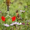 Packung mit 3 Y-förmigen Kolibrifutterspendern, Kunststoff-Blumenfutterauslass für den Außengarten, Vogeltränke, zieht Wildvögel an