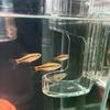 Transparent Acrylic Wall-Mounted Fish Feeder Ring Acrylic Automatic Food Dispenser Fish Tank Aquarium Feeding Tool Accessories