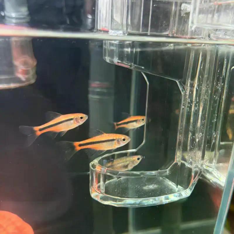 Transparent Acrylic Wall-Mounted Fish Feeder Ring Acrylic Automatic Food Dispenser Fish Tank Aquarium Feeding Tool Accessories