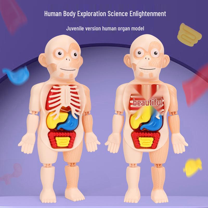 DIY Human Organ Model Puzzle for Kids - STEAM Educational Toy