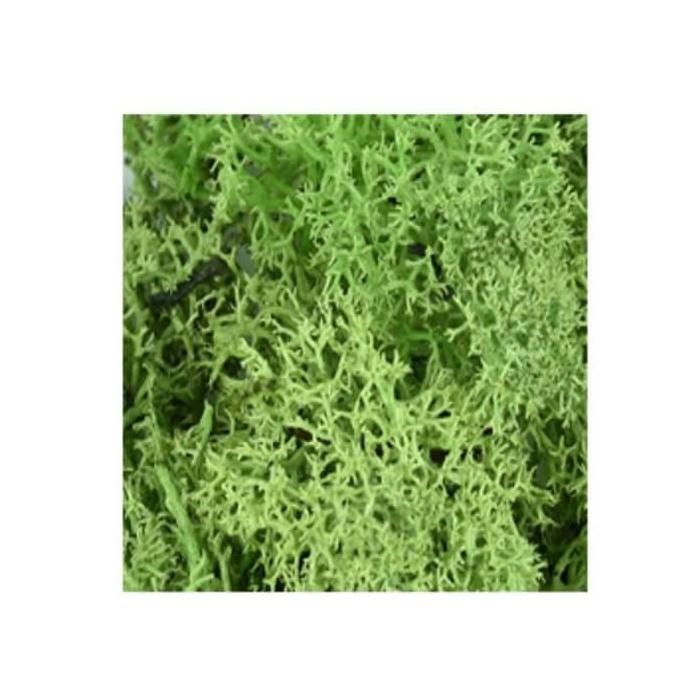 Accessoires - Mousse vert clair 25 Gr. Aedes