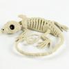 1Pcs Halloween Skeleton Bones Gecko Plastic Gecko Skeleton Model for Halloween Decoration Terror Scary Props