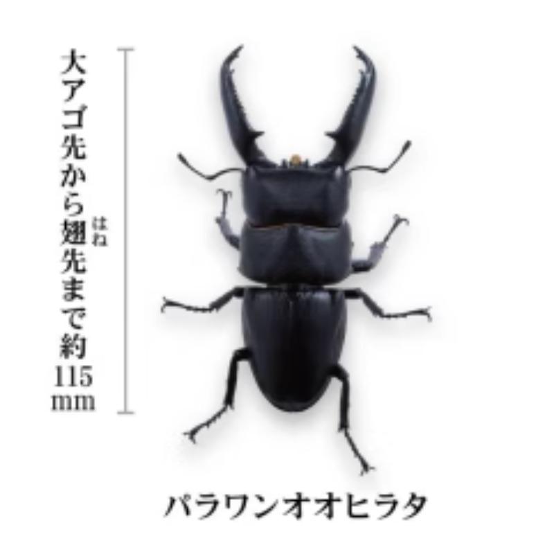 

Prosopocoilus Inclinatus Гашапон Игрушки Энциклопедия Миниатюрные Симуляторы Украшения Набор Фигурки Игрушки для Игры 11cm